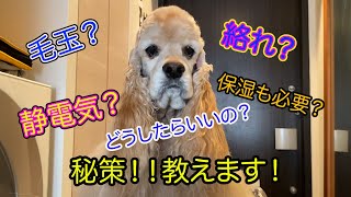 【犬も保湿が必要】毛玉？絡れ？静電気？どうしたら良いの？ [upl. by Ainahs]