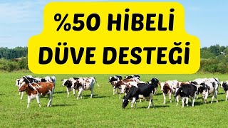 P Hibeli düve desteği başvuruları başladı [upl. by Lohse132]