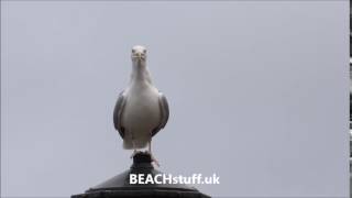 Herring Gull  Larus argentatus [upl. by Lymn]