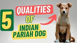 Pariah dog breed indian best breeddesi dog video viral dog video youtube video viralbollywood [upl. by Mundford]