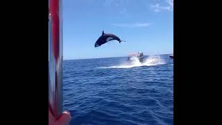 Viral video shows orcas stunning leap during dramatic dolphin hunt [upl. by Aynotel]