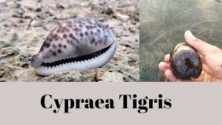 Cypraea Tigris [upl. by Andrews]