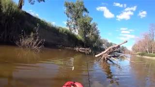 Dumaresq river  The great hunt for Murray Cod day 1 [upl. by Sorcim]