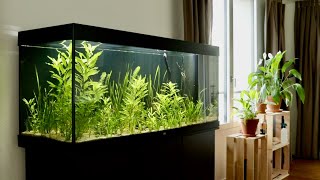 Creating a Natural Jungle Planted Tank  Aquarium Evolution [upl. by Latisha]