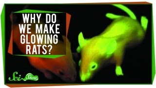 Why Do We Make Glowing Rats [upl. by Natassia]