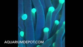 Green Torch Coral  LPS Corals for Your Saltwater Aquarium Setup [upl. by Ping]