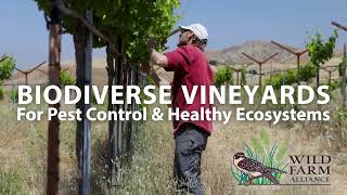 Biodiverse Vineyards for Pest Control amp Healthy Ecosystems [upl. by Ennahtebazile626]