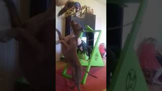 Firepaw Carpet Dog Treadmill in Action with Ginger Amstaff Kennel Hungary [upl. by Rosetta]