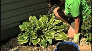 Replanting Hostas [upl. by Winfield869]