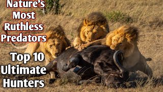 quotSurvival of the Fiercest Ranking the Top 10 Hunters in the Animal Kingdomquot [upl. by Eetnahs]