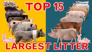 Top 15 Largest Litter Pig Breeds Litter Size [upl. by Suiravad88]