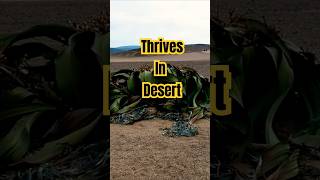 Welwitschia Mirabilis lives up to 2k years nature plants shorts youtubeshorts [upl. by Romain]