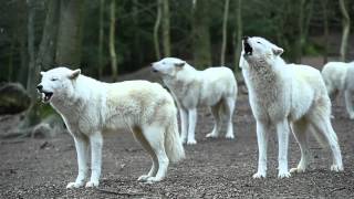 Howling Wolves [upl. by Loring]