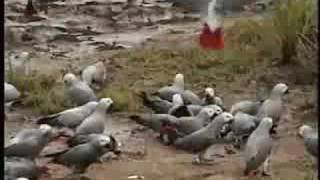 African Grey Parrots in the Wild [upl. by Ettener]