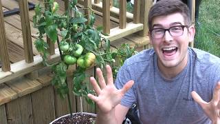 Tasting the Giant Crimson Tomato 87 Year old Tomato [upl. by Lacym175]