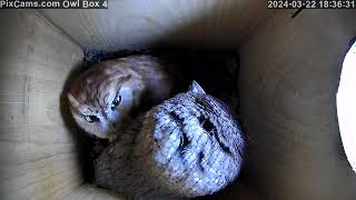 Male eastern screech owl roosting with female on eggs 3222024 [upl. by Demakis]