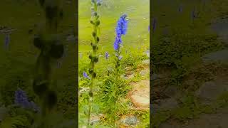 Blue Persicaria Affinis On The Way To Ratti Gali Lake [upl. by Battiste]