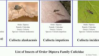 List of Insects of Order Diptera Family Culicidae anopheles culex aedes culiseta mosquito cancer [upl. by Nuzzi]