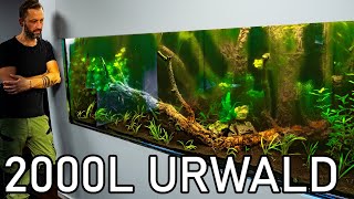 2000l Urwaldaquarium wird Eingerichtet [upl. by Valle]