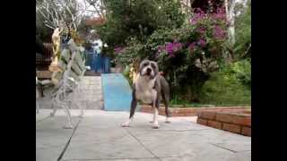 Blue american staffordshire terrier [upl. by Pride]