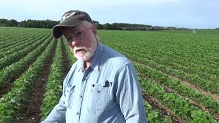 Biodynamic Grower Looks at Conventional Farmers Field [upl. by Camel]