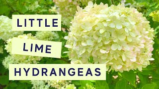 Little Lime Hydrangea Garden Tour [upl. by Giannini]