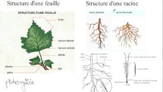 Biologie végétale  Etude de la morphologie dune plante à fleur [upl. by Inohs]