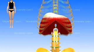 Le diaphragme respiration normale et respiration forcée [upl. by Belden147]