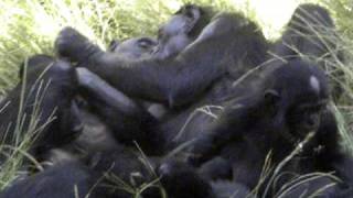 Bonobos enjoying time together [upl. by Kirshbaum]