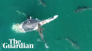 Tiger shark feeding frenzy dozens of sharks devour whale carcass off Queensland coast [upl. by Lladnyk]