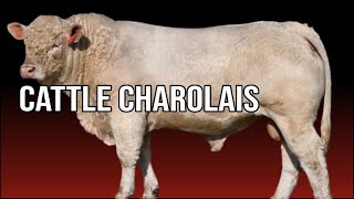 🔴 Are CHAROLAIS Cattle Docile  Biggest Bulls And Cows [upl. by Darmit236]