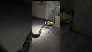 വലിയ ചാക്ക് ഇല്ലേ ചേട്ടാ🐍 Big python on the compound wall urbansnakelife sarpa snakerescue [upl. by Loresz]