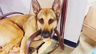 Purpose Driven Dog 🐕A Day in the life of RYKER the Epic Service Dog Flunky 😳 [upl. by Draner]