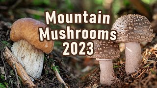 Mushroom Hunting  July 2023  Mountain Mushrooms  Boletus edulis  Cep  Funghi porcini  Blusher [upl. by Manon23]