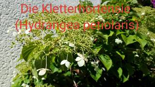 Die Kletterhortensie Hydrangea petiolaris [upl. by Tannie]