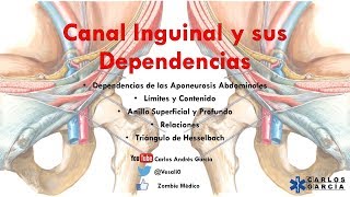 Anatomía  Canal Inguinal y Dependecias Ligamentos Iliopectineo Lacunar Interfoveolar [upl. by Noral]