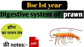 Digestive system of palaemon  prawn  पैलीमॉन में पाचन तंत्र  Bsc 1st year [upl. by Ellevart]