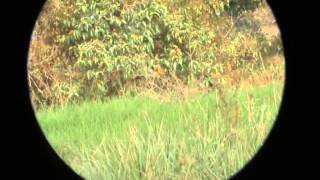 Birds of Colombia Eastern Meadowlark Sturnella magna [upl. by Ries]