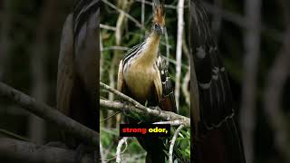 5 Curious Facts About the Hoatzin [upl. by Olegna]