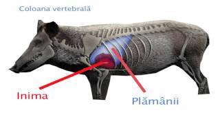 Vanatoare de mistreti Zone vitale bine de stiut  Ghid pentru vanatori [upl. by Cromwell]