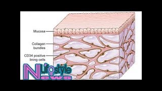 Newfound organ had been missed by standard method for visualizing anatomy [upl. by Yreffoeg]