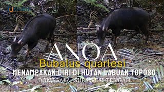 Anoa Bubalus quarlesi  Terancam Punah Ditengah Gempuran Tambang di Leher Pulau Sulawesi [upl. by Aivuy]