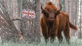 Wildlife of Belarus  Nature in East Europe Documentary  Film Studio Aves [upl. by Kcirrem992]