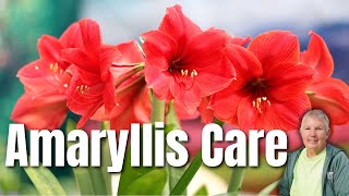 Your Complete Guide to Amaryllis Care [upl. by Odrarej]