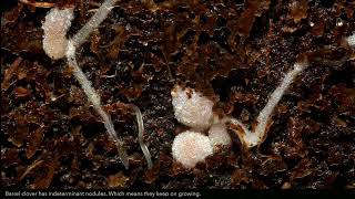 Medicago and Rhizobium  Root Nodule formation in Barrel Clover [upl. by Turley]