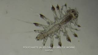 Zooplankton video 2 2017 [upl. by Haimirej]