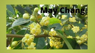 May Chang  Litsea cubeba [upl. by Gnap]