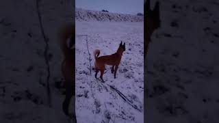 Jason and Teddy Bedlam American Akita Malinois sunday morning show check out the sky🐕🔥💙 [upl. by Nerwal]