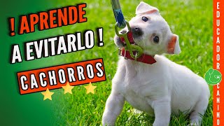 Aprende a PASEAR a tu PERRO o CACHORRO para que CAMINE con Correa SIN TIRAR Paseo Perfecto [upl. by Eslehc]