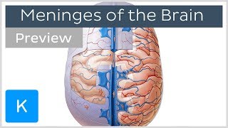 Nerve Supply of Dura mater  Nerve supply of Meninges  Dr S Azmi Mohsin  Dr SAM [upl. by Dachia]